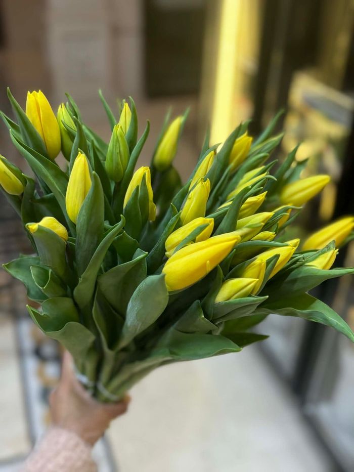 Голланд алтанзул шар