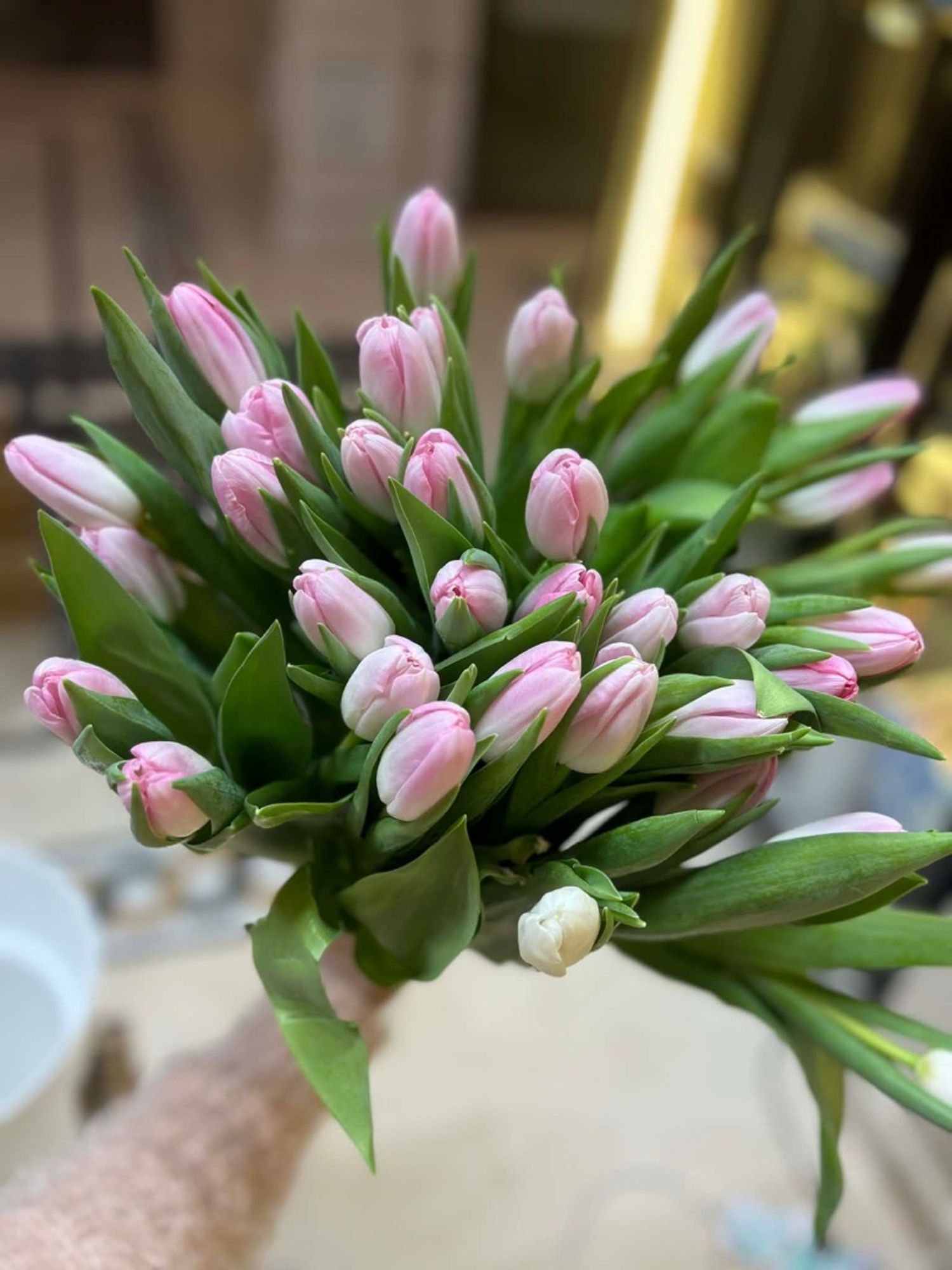 Голланд алтанзул бүдэг ягаан