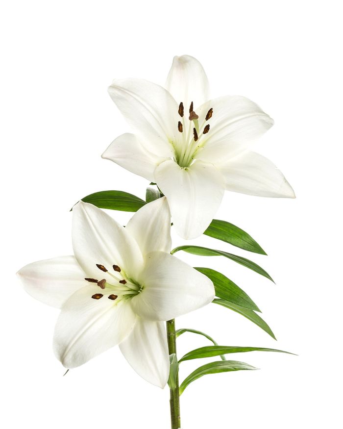 Лили / Lily