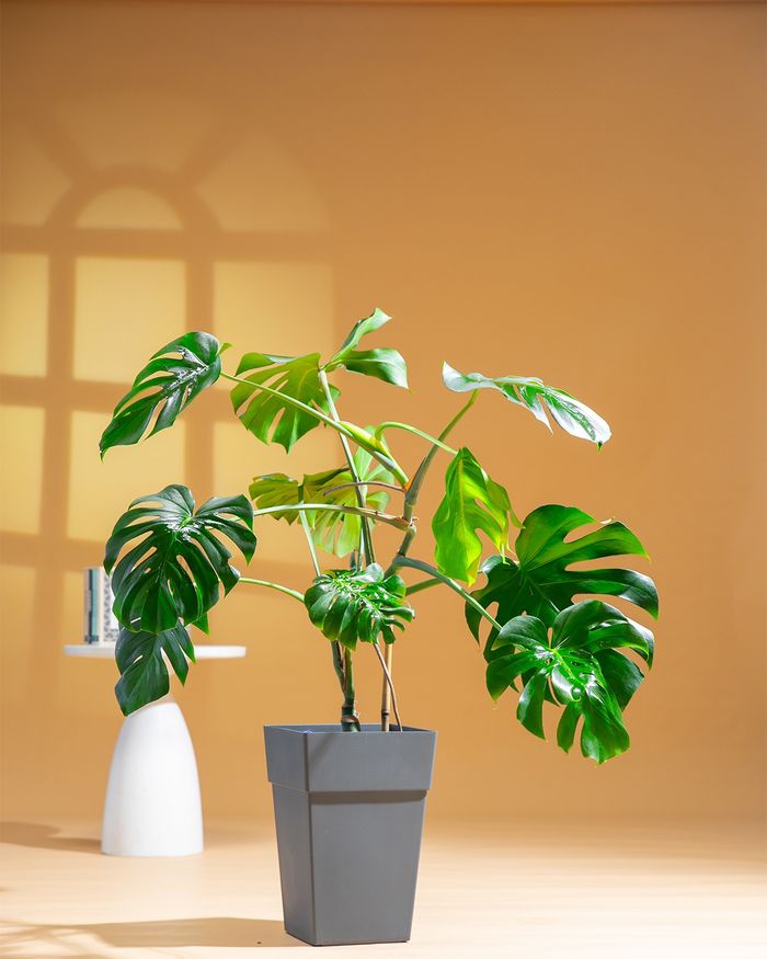 Монстера / Monstera H3