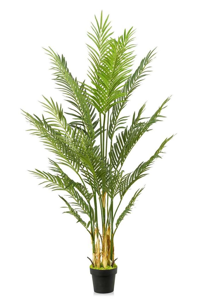 Areca Palm 250cm