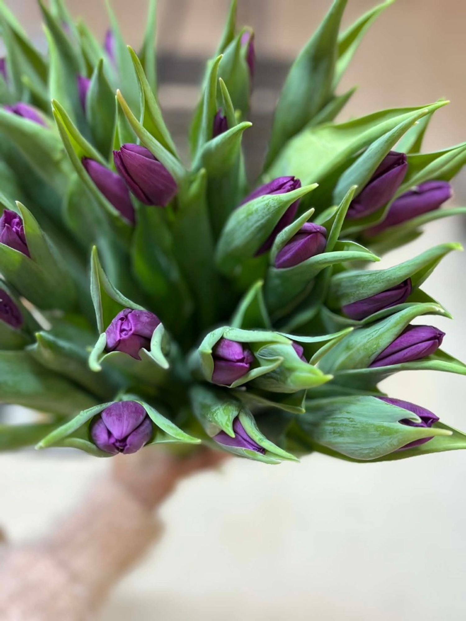 Голланд алтанзул нил ягаан