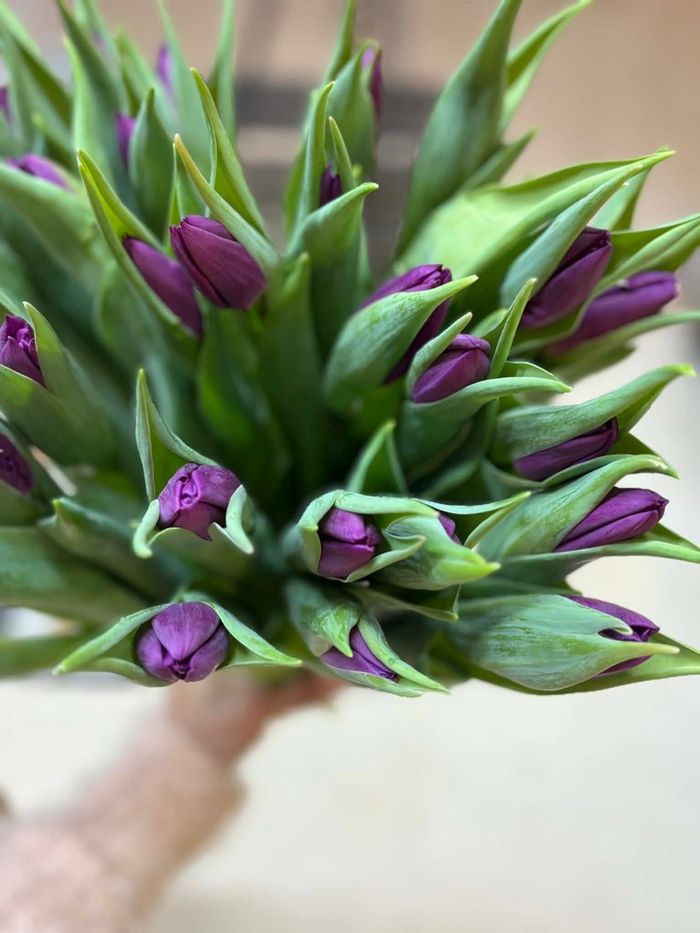 Голланд алтанзул нил ягаан