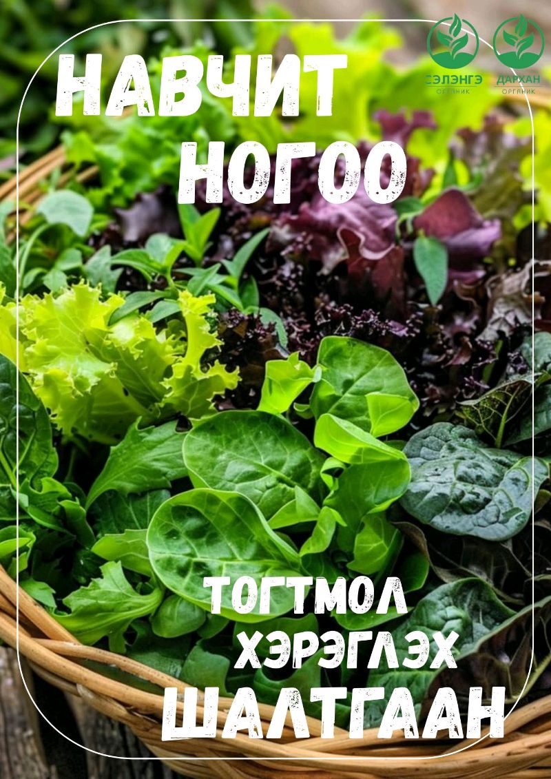 ☘️ Та навчит ногоонд зүгээр л дуртай юу ? 