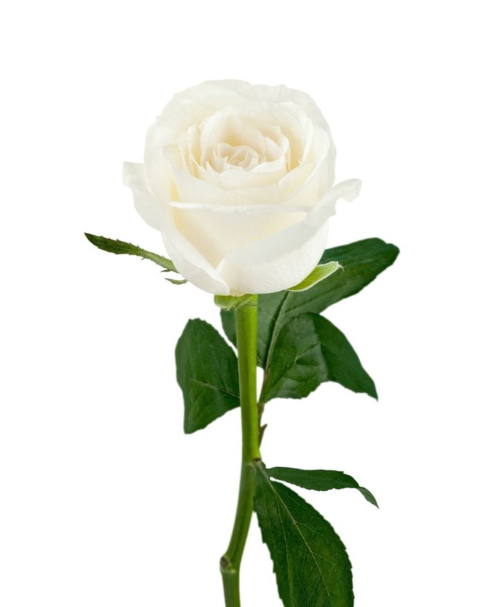 Цагаан сарнай / White rose