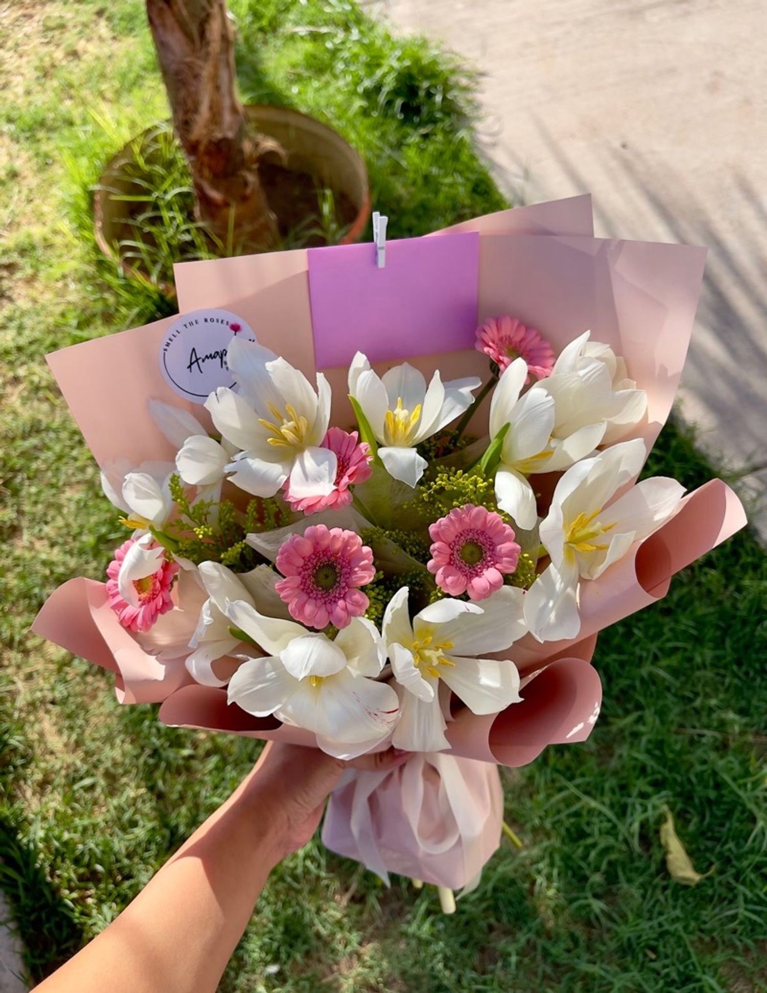 Голланд алтанзул мини гербера