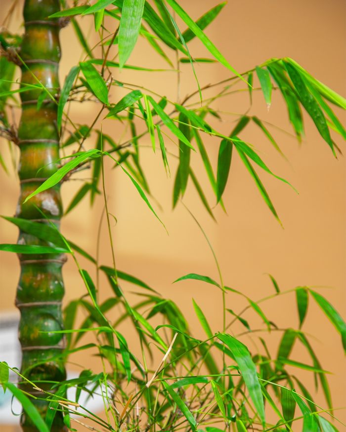 Арика пальма / Areca palm 320*550