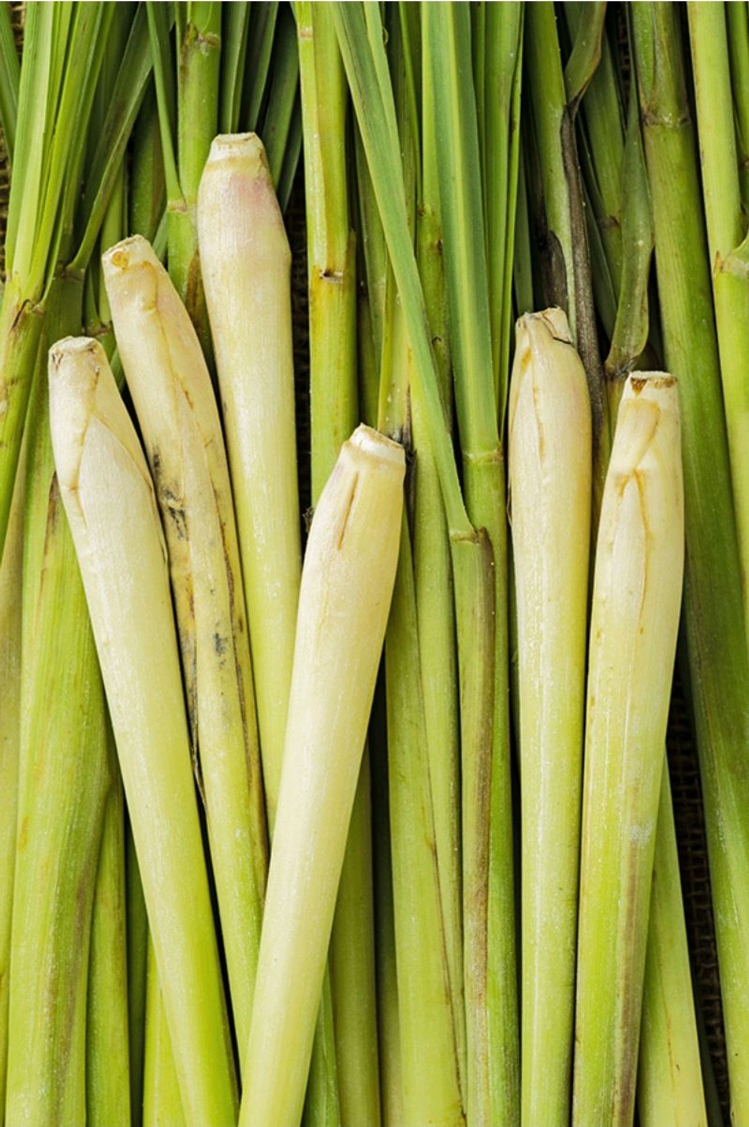 Lemon grass fragrance oil 100ml 