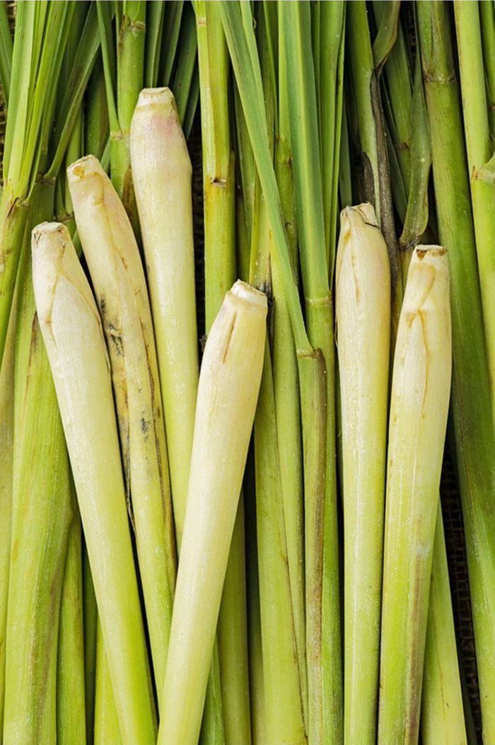 Lemon grass fragrance oil 100ml 