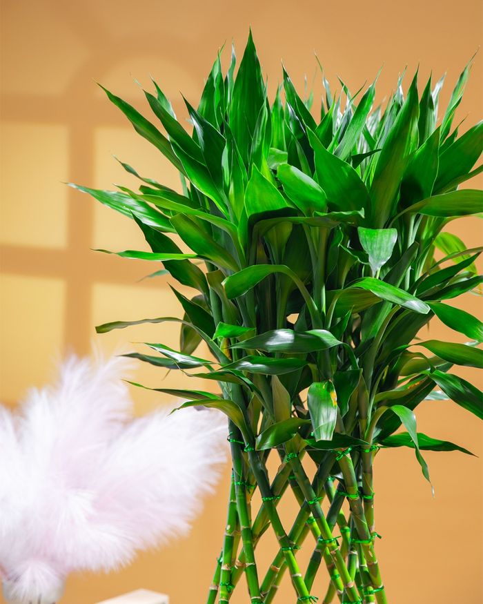Азын хулс / Lucky bamboo