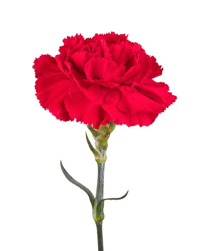 Башир / Carnation