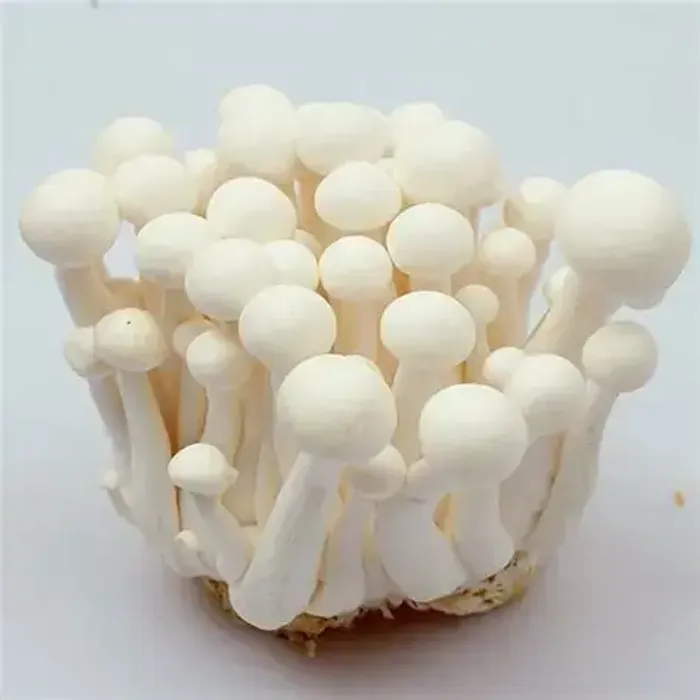 Цайны мөөг 48ш