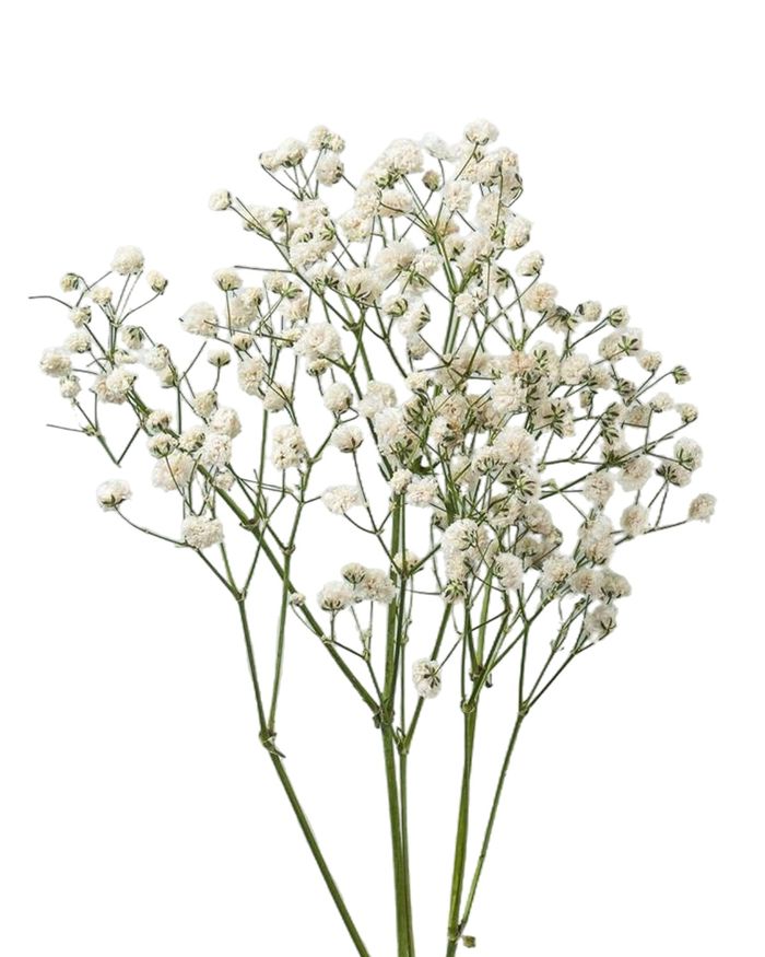 Цагаан од / Gypsohila white
