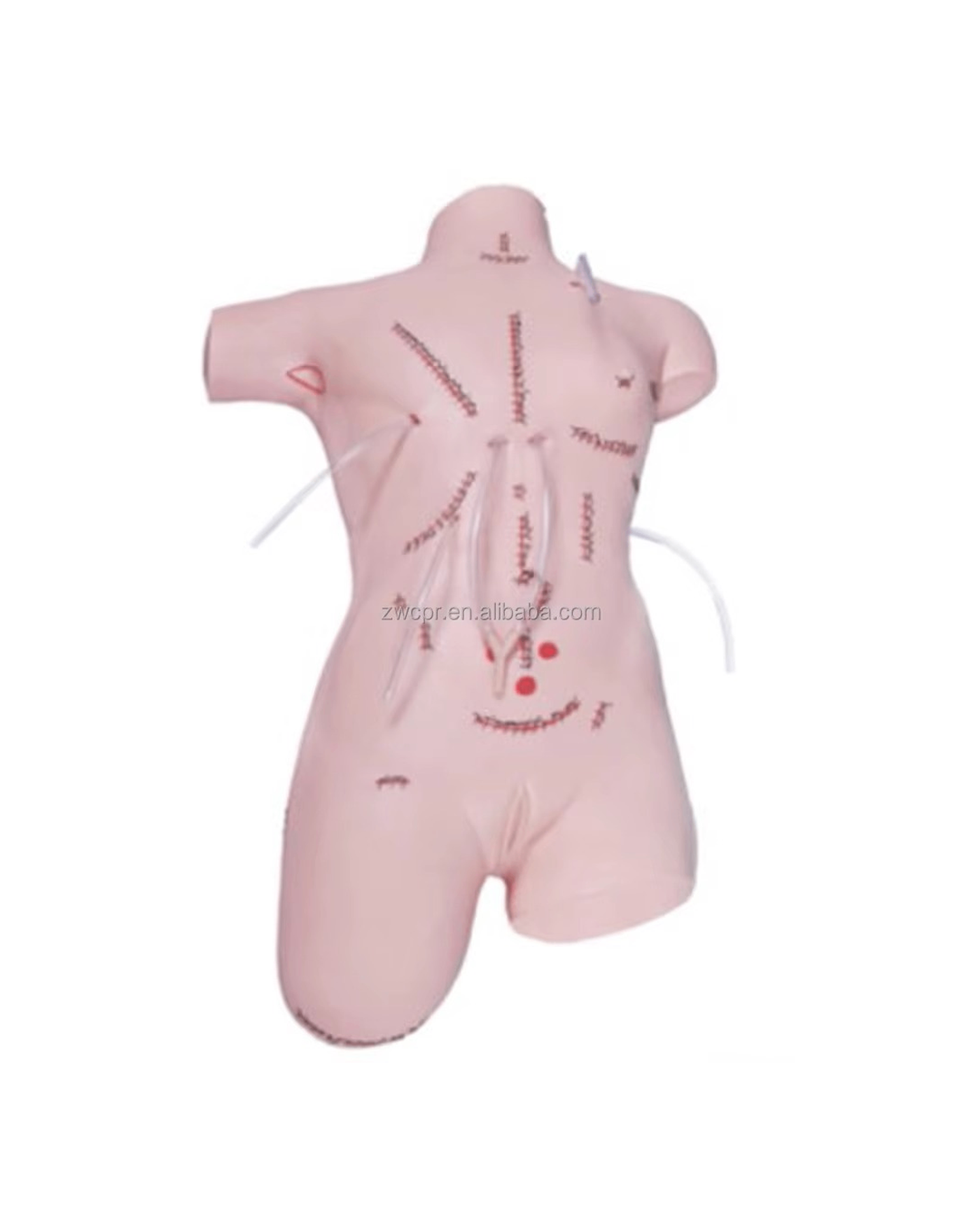 Мэс заслын шархны арчилгааны загвар