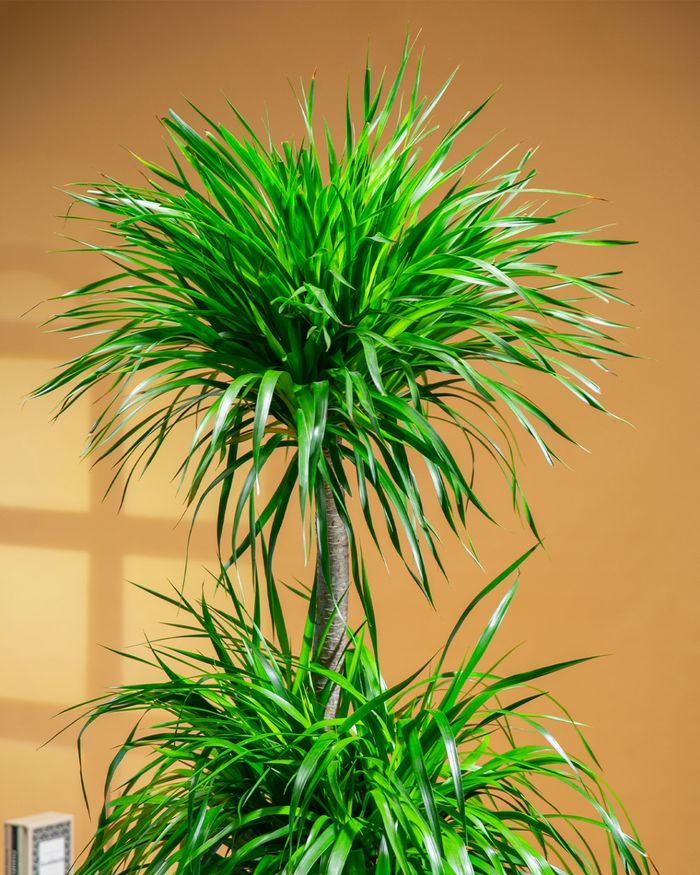 Луу мод / Dragon tree HG-GQ5