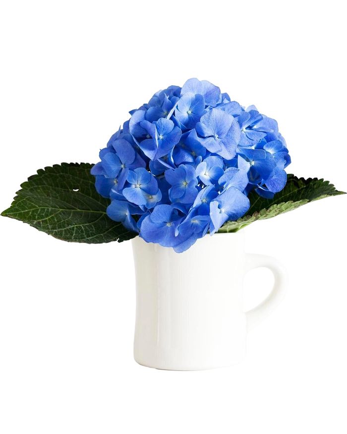 Барын чих / Hydrangea 
