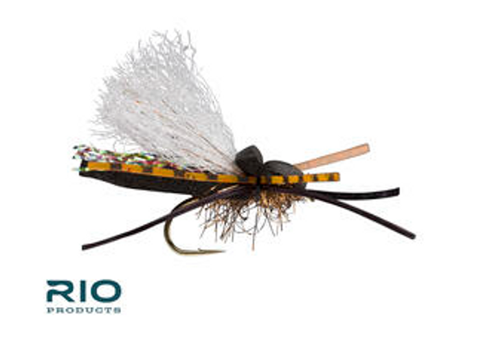 Flat Head Cicada  12