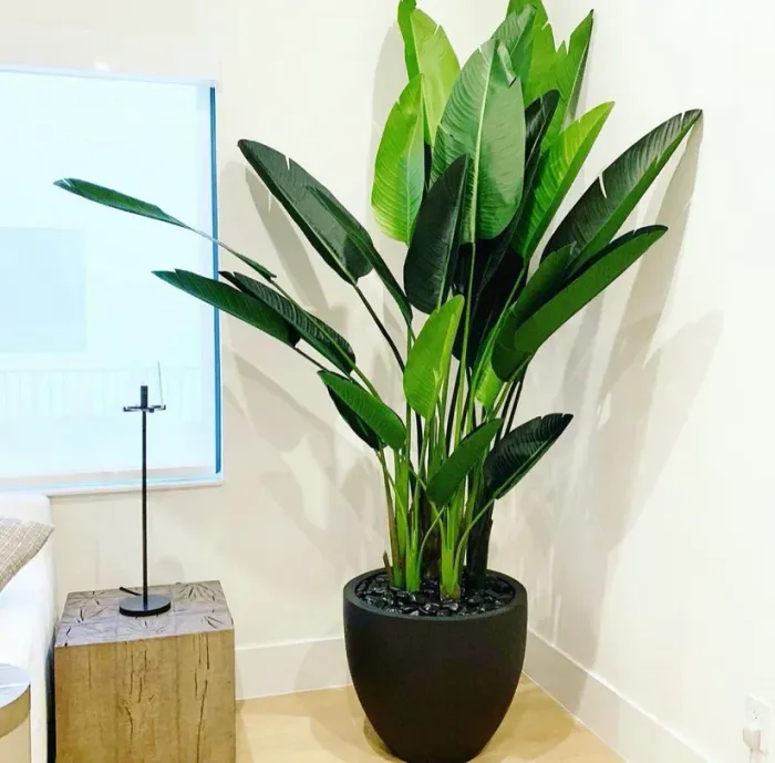Traveller's Palm 160cm