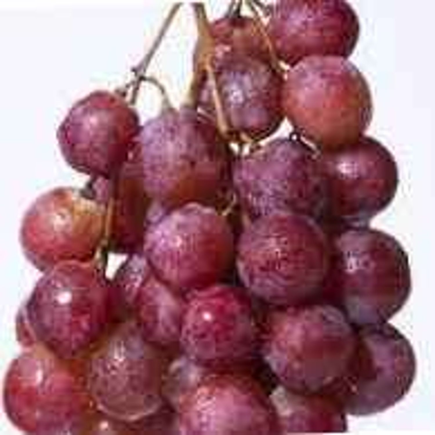 Усан үзэм - Бор