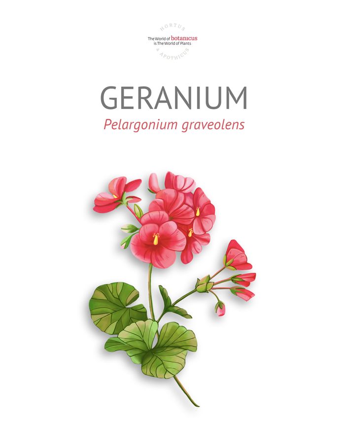 Шимтэглэй (Geranium bourbon)
