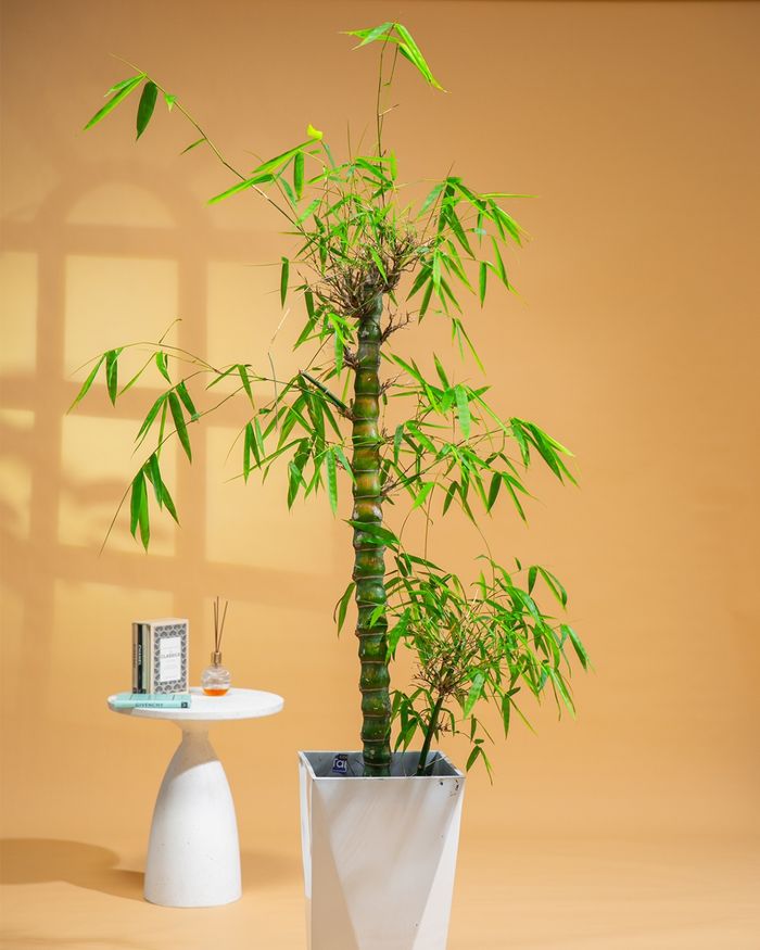 Арика пальма / Areca palm 320*550