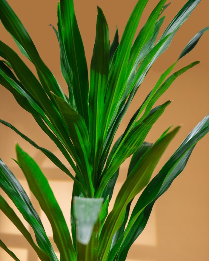 Юкка, Луу мод / Yucca dracaena 8008L
