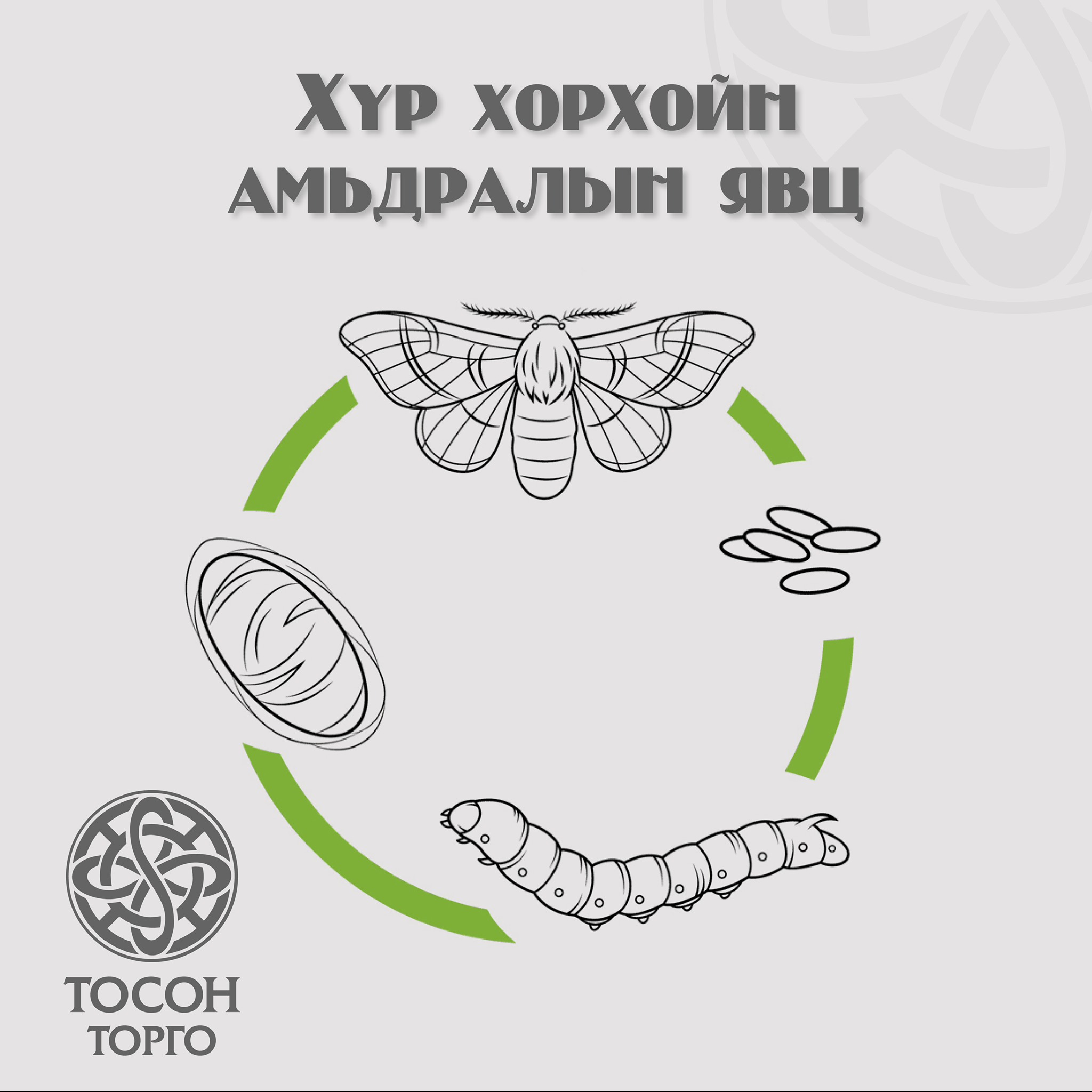 Хүр хорхойн амьдралын явц