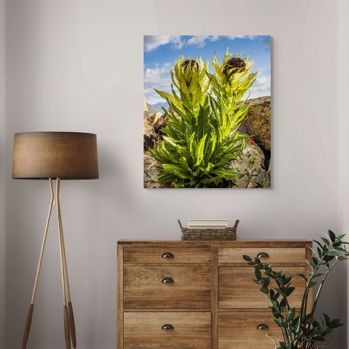 Вансэмбэрүү цэцэг