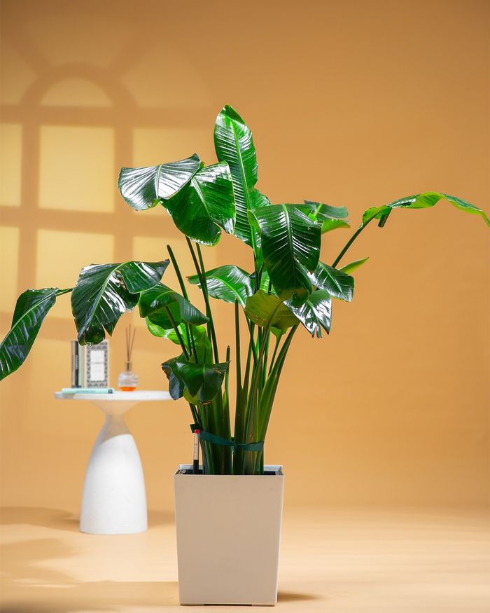 Диваажингийн шувуу / Bird-of-paradise 3036 