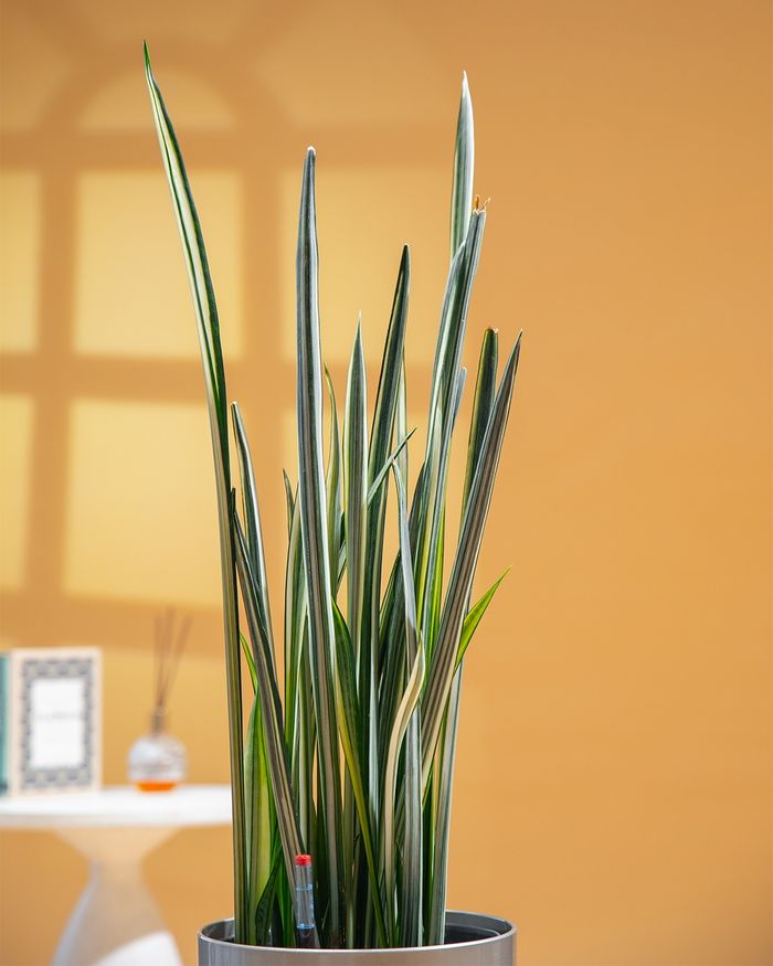 Сэлмэн Мөнхрөө чулуутай / Sansevieria trifasciata 5002 