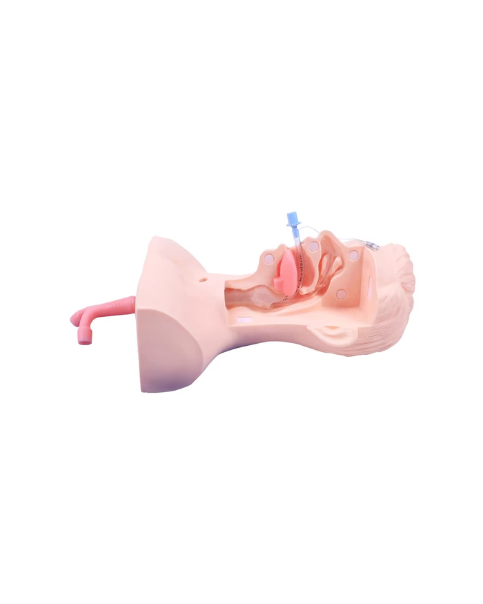 Цэр соруулах дадлагын загвар