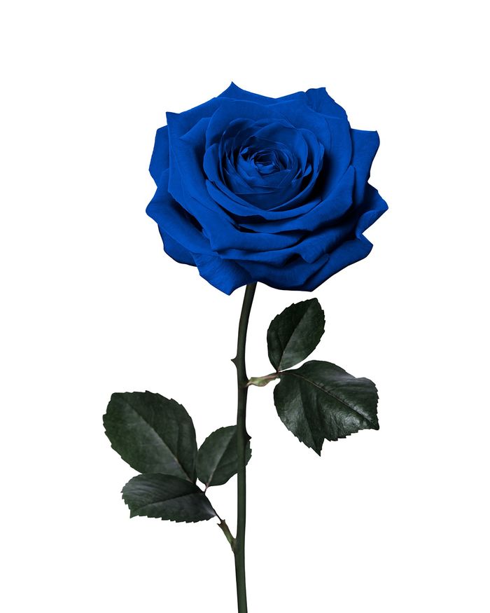 Vivid blue rose