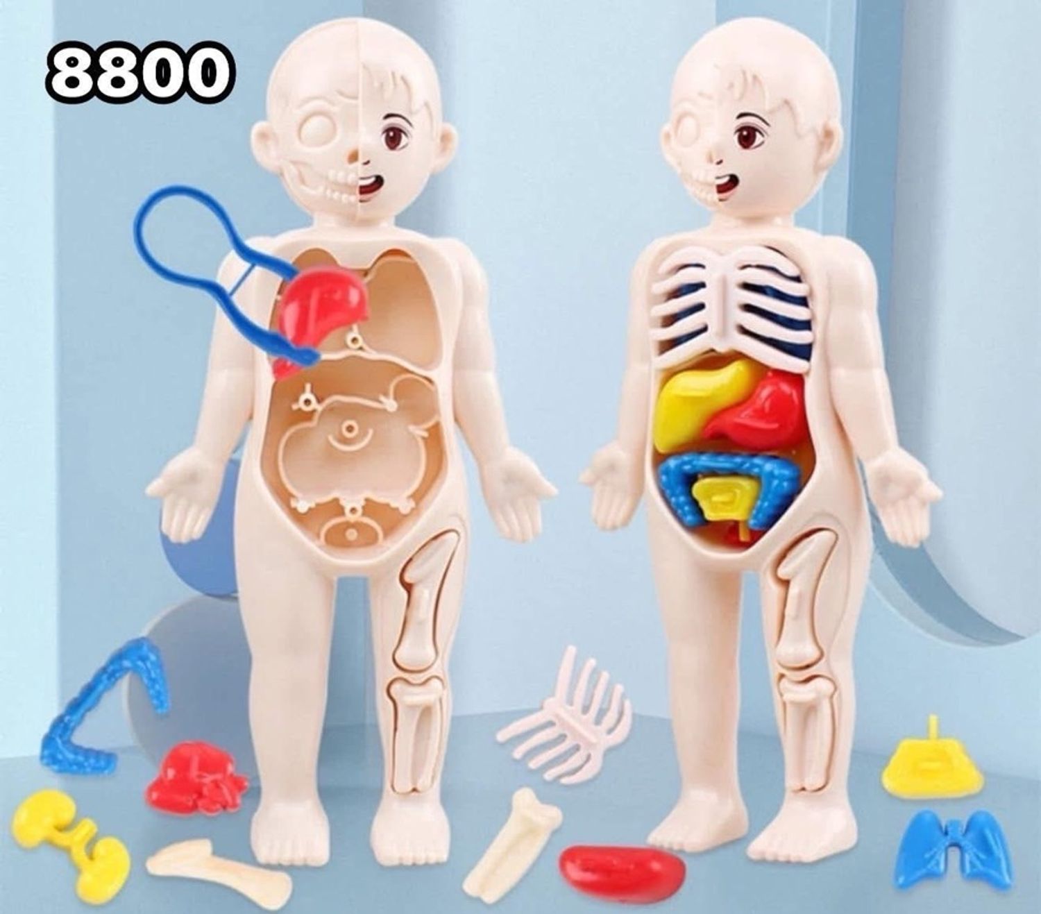 Хүний бие бүтэц