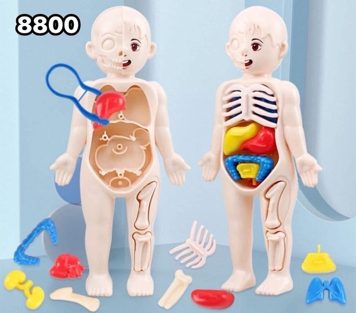 Хүний бие бүтэц