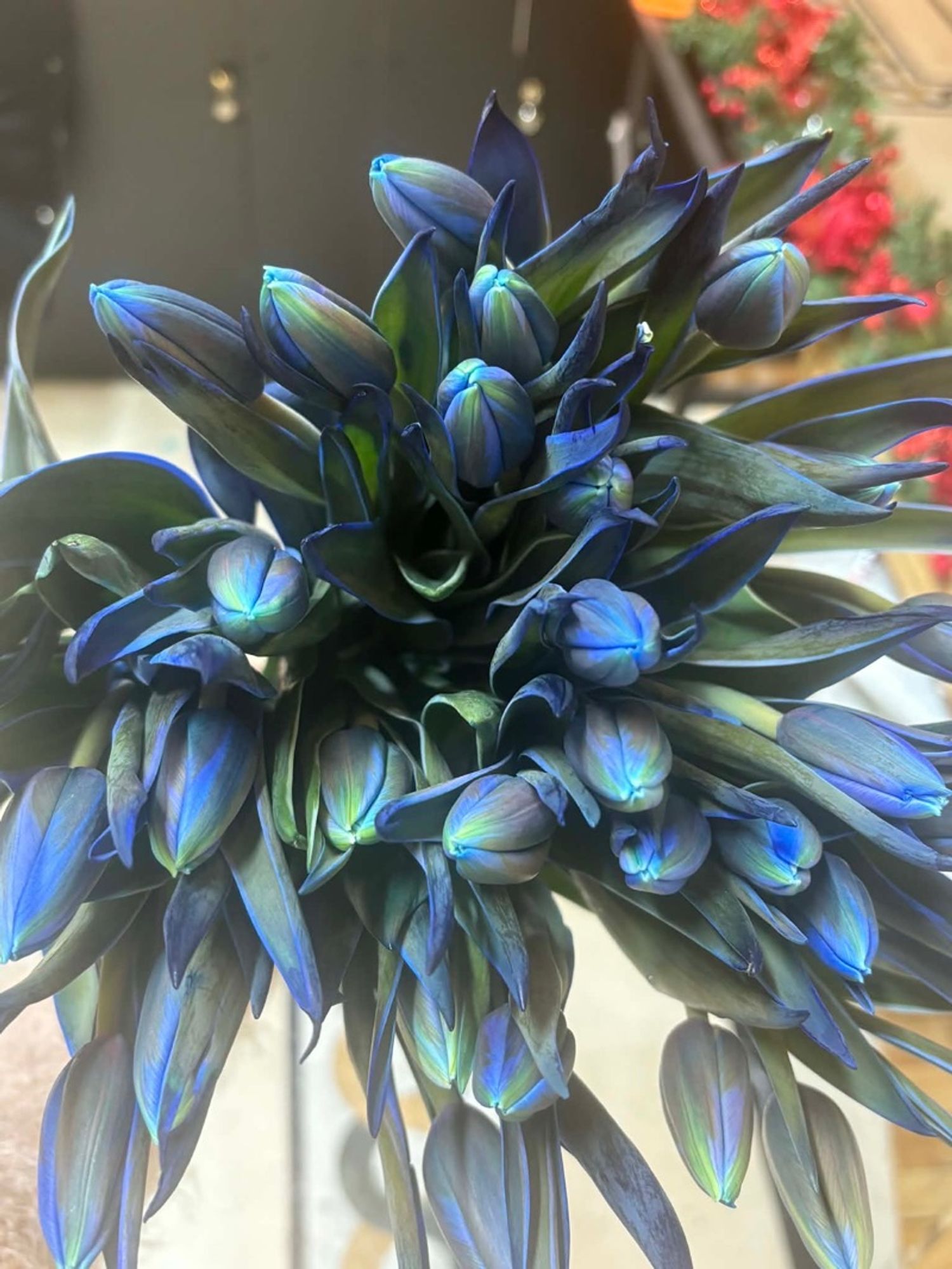 Голланд алтанзул цэнхэр