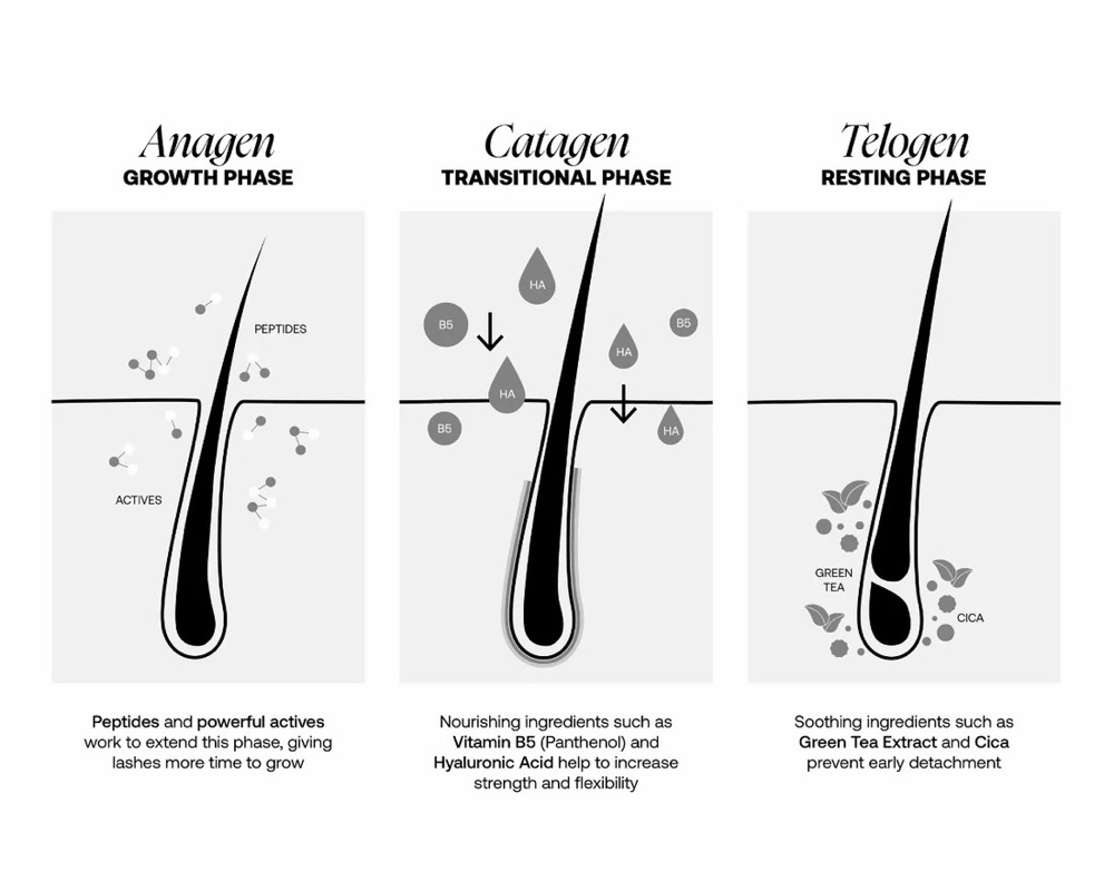 Сормуус ургалтын мөчлөгийн үе шат