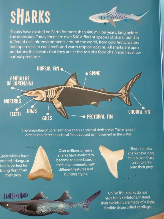 Sharks