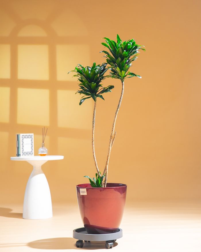 Луу мод compacts / Dracaena golden heart SS02 