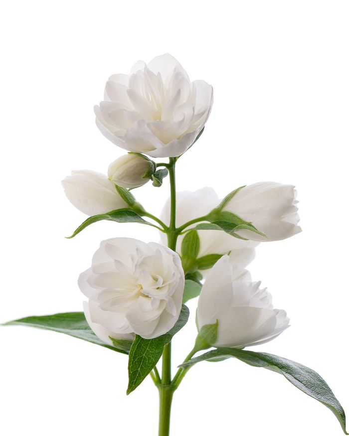 Лисантус / Lisianthus
