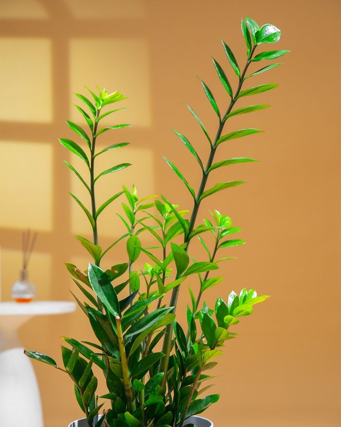 Доллар мод / Zamioculcas zamiifolia TP-11