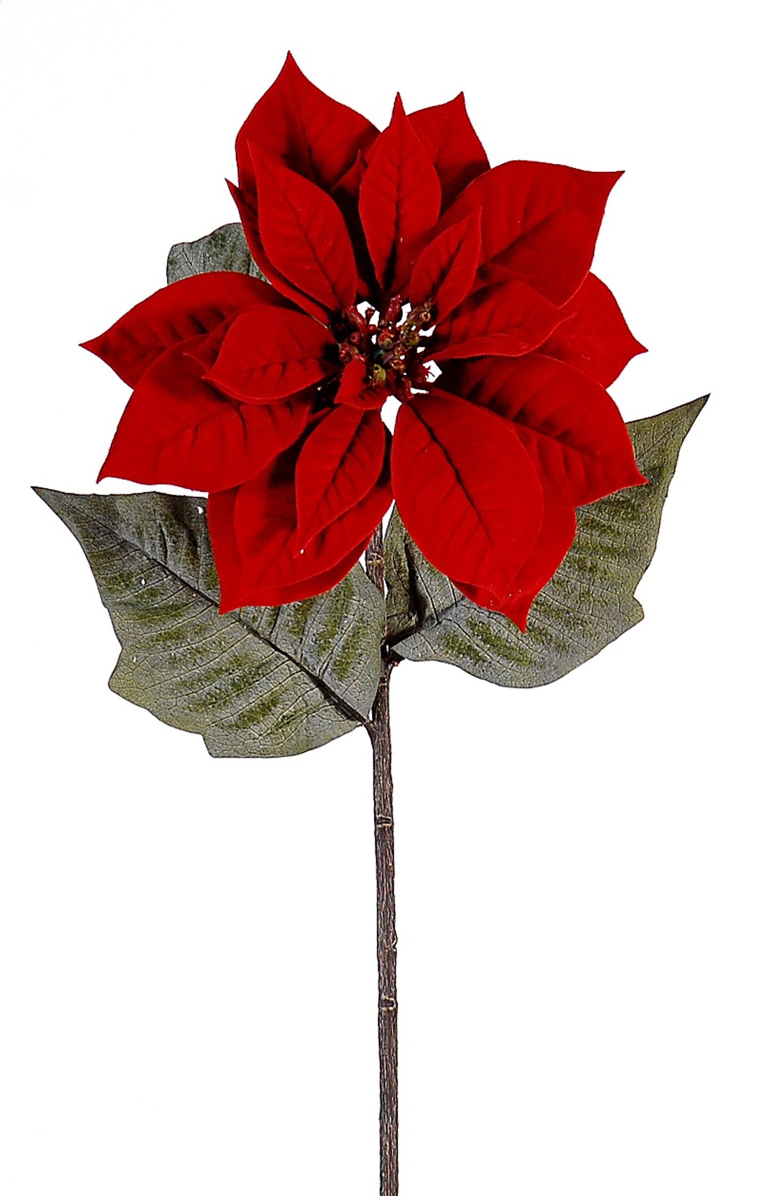 Red poinsetia stem