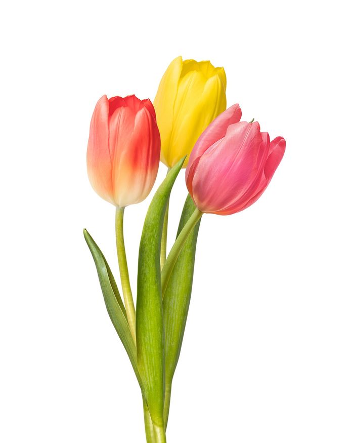 Алтанзул / Tulip