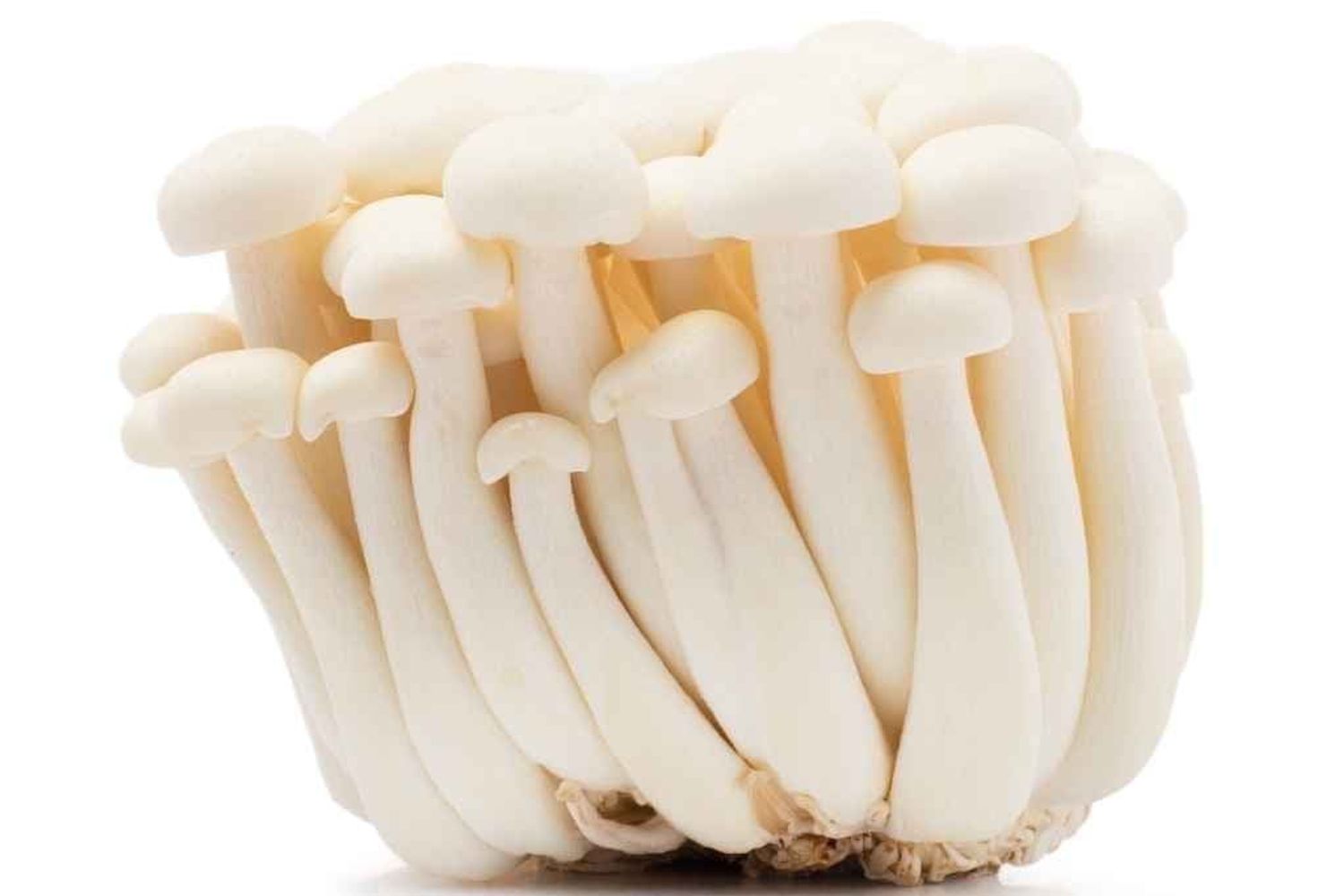 Нарийн цагаан мөөг 