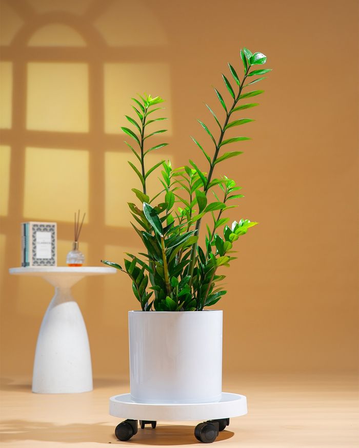 Доллар мод / Zamioculcas zamiifolia TP-11