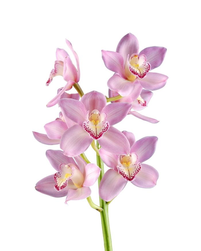 Цахирмаа / Orchid