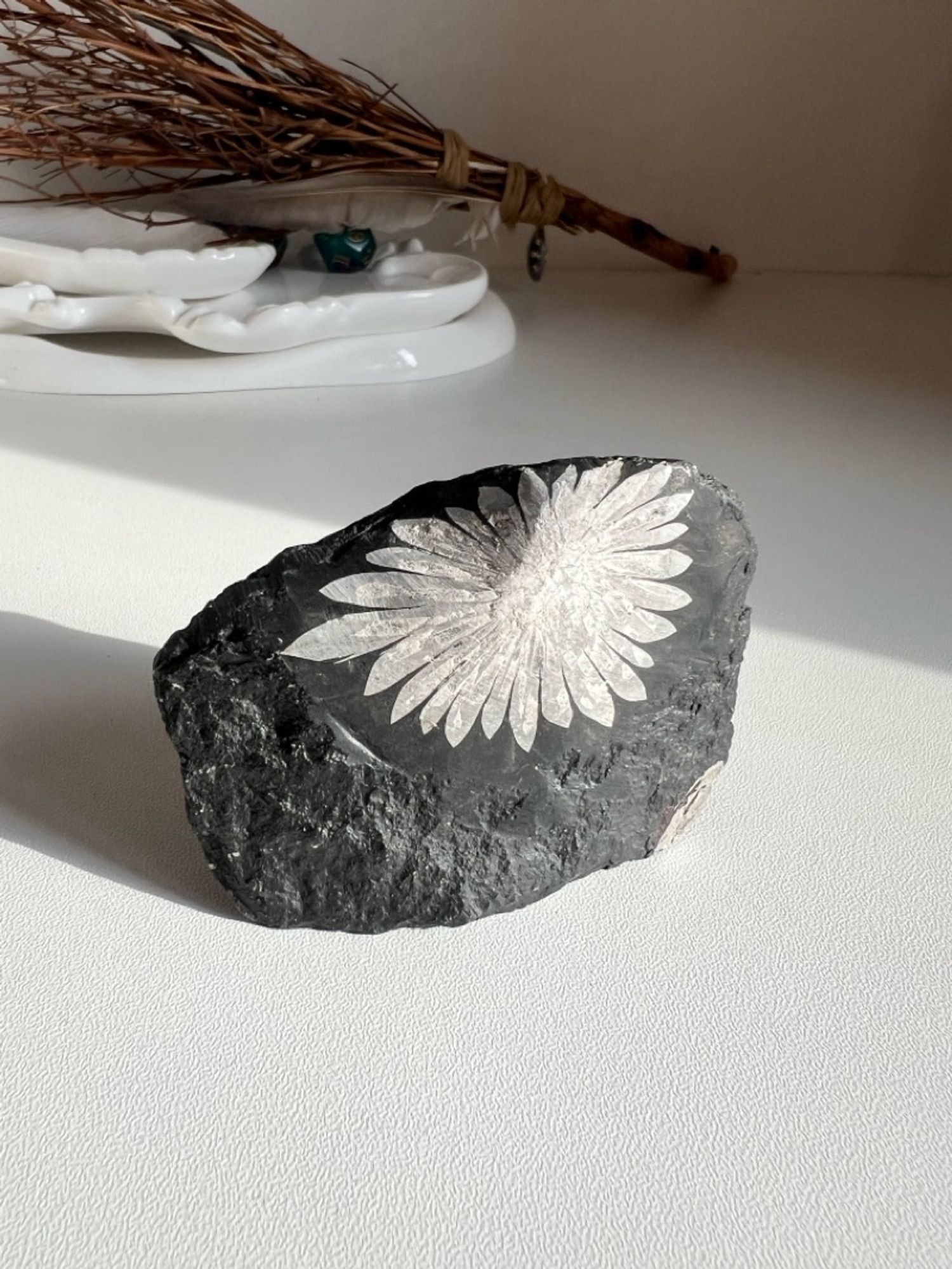 Цэцэгт чулуу (Chrysanthemum)