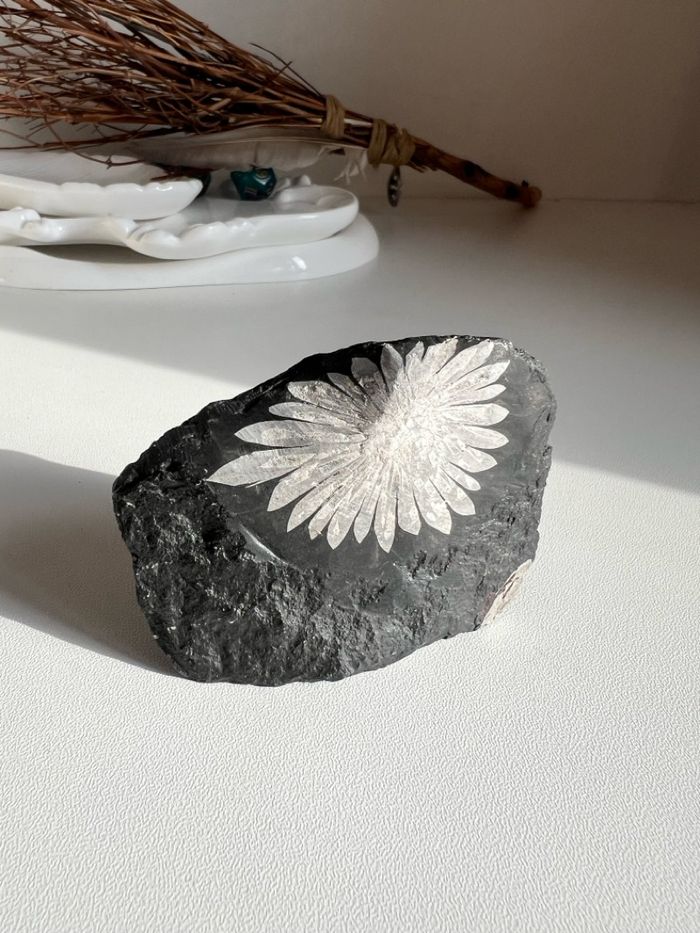 Цэцэгт чулуу (Chrysanthemum)