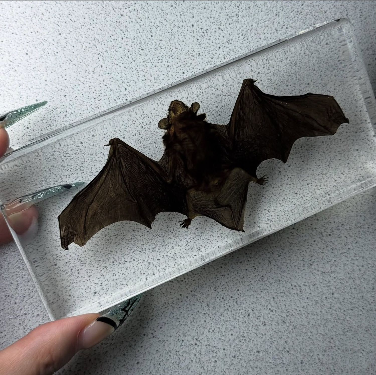 Darkling Vampst8re | Bat