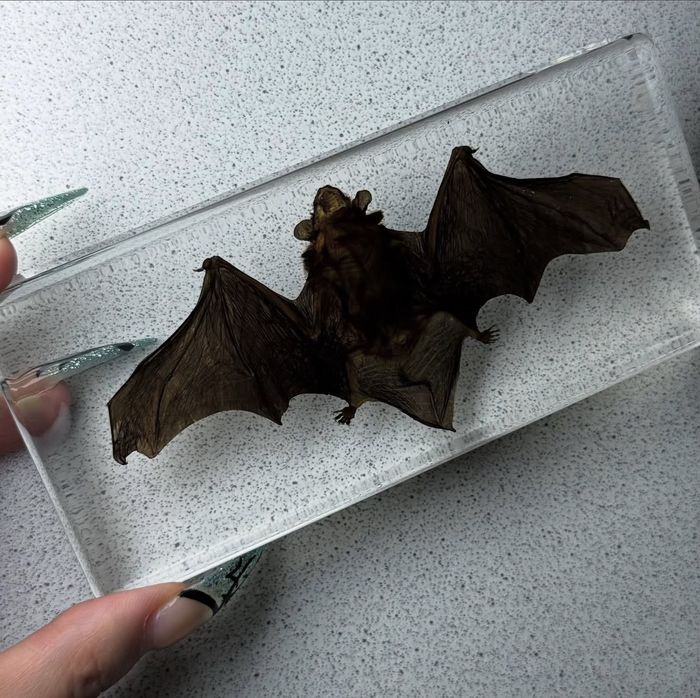 Darkling Vampst8re | Bat