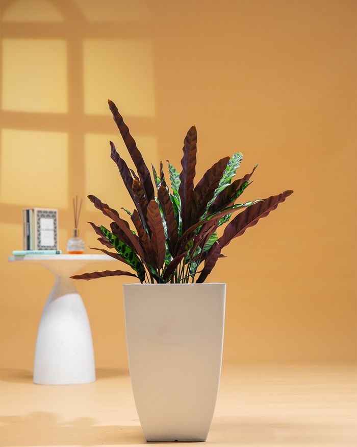 Тогосон сүүл / Rare calathea 46